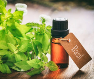 Aroma Scents Naturals - Benefits of Basil